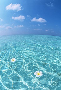 sea and plumeria