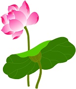 京都　ドントリー　蓮のイラスト