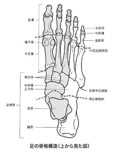 　足の骨格図